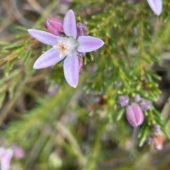 Philotheca salsolifolia subsp. salsolifolia (Philotheca) at Krawarree, NSW - 26 Sep 2022 by Ned_Johnston