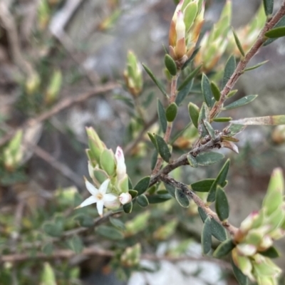 Brachyloma daphnoides (Daphne Heath) at Deua National Park (CNM area) - 26 Sep 2022 by Ned_Johnston