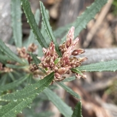 Olearia erubescens (Silky Daisybush) at Berlang, NSW - 26 Sep 2022 by NedJohnston