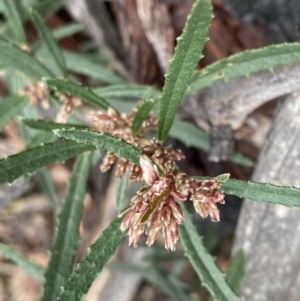 Olearia erubescens at Berlang, NSW - 26 Sep 2022