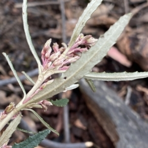 Olearia erubescens at Berlang, NSW - 26 Sep 2022