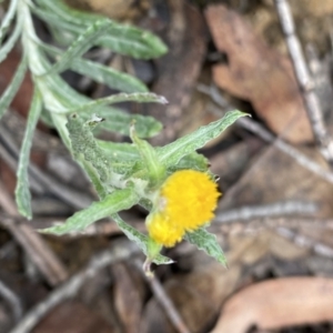 Chrysocephalum apiculatum at Berlang, NSW - 26 Sep 2022 10:14 AM