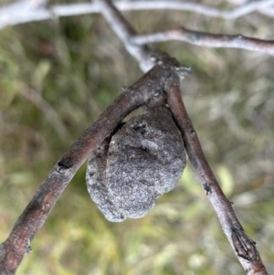 Hakea dactyloides at Berlang, NSW - 26 Sep 2022