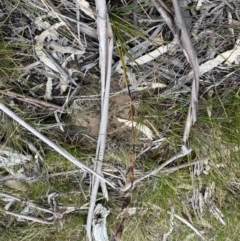 Schoenus villosus at Berlang, NSW - 26 Sep 2022