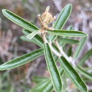 Astrotricha ledifolia at QPRC LGA - 26 Sep 2022 10:36 AM