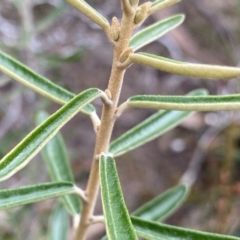 Astrotricha ledifolia at QPRC LGA - 26 Sep 2022 10:36 AM