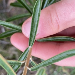 Astrotricha ledifolia at QPRC LGA - 26 Sep 2022