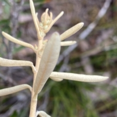 Astrotricha ledifolia at QPRC LGA - 26 Sep 2022 10:36 AM