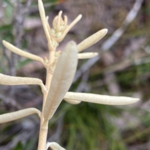 Astrotricha ledifolia at QPRC LGA - 26 Sep 2022 10:36 AM