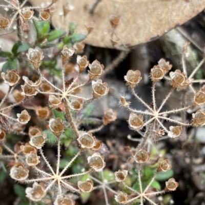 Pomax umbellata (A Pomax) at Deua National Park (CNM area) - 26 Sep 2022 by Ned_Johnston