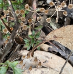 Pomax umbellata at Krawarree, NSW - 26 Sep 2022 10:51 AM