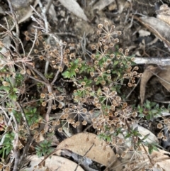 Pomax umbellata at Krawarree, NSW - 26 Sep 2022 10:51 AM