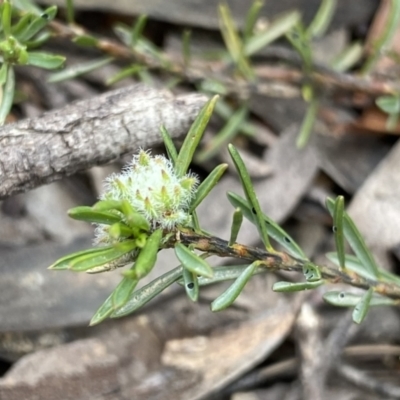 Pultenaea subspicata (Low Bush-pea) at Lower Boro, NSW - 26 Sep 2022 by NedJohnston