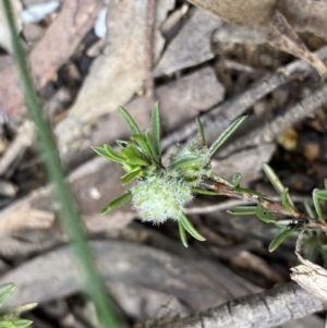 Pultenaea subspicata at Lower Boro, NSW - 26 Sep 2022