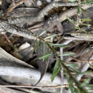 Pultenaea subspicata at Lower Boro, NSW - 26 Sep 2022