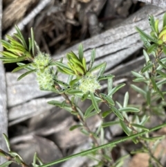 Pultenaea subspicata at Lower Boro, NSW - 26 Sep 2022