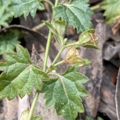 Veronica plebeia (Trailing Speedwell, Creeping Speedwell) at Deua National Park (CNM area) - 26 Sep 2022 by Ned_Johnston