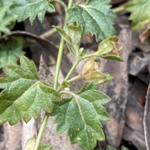 Veronica plebeia at Berlang, NSW - 26 Sep 2022