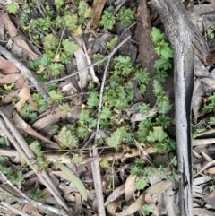 Veronica plebeia at Berlang, NSW - 26 Sep 2022