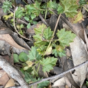 Veronica plebeia at Berlang, NSW - 26 Sep 2022