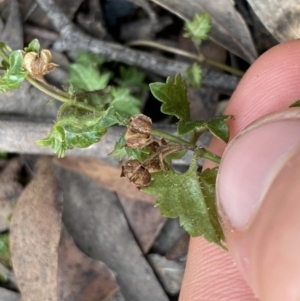 Veronica plebeia at Berlang, NSW - 26 Sep 2022