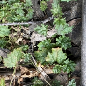 Veronica plebeia at Berlang, NSW - 26 Sep 2022