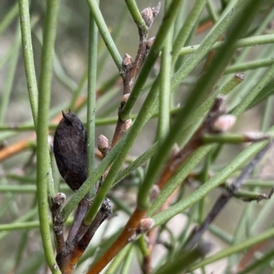 Hakea microcarpa (Small-fruit Hakea) at Berlang, NSW - 26 Sep 2022 by NedJohnston