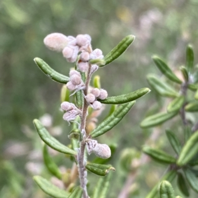 Pomaderris sp. at Berlang, NSW - 25 Sep 2022 by Ned_Johnston