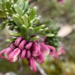 Grevillea lanigera (Woolly Grevillea) at Berlang, NSW - 25 Sep 2022 by NedJohnston