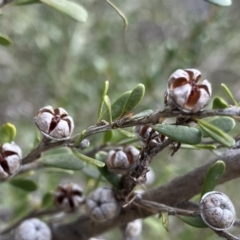 Leptospermum obovatum (River Tea Tree) at Berlang, NSW - 26 Sep 2022 by NedJohnston