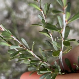 Leptospermum obovatum at Berlang, NSW - 26 Sep 2022 11:20 AM