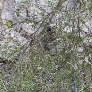 Leptospermum obovatum at Berlang, NSW - 26 Sep 2022 11:20 AM