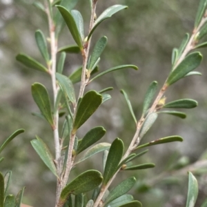 Leptospermum obovatum at Berlang, NSW - 26 Sep 2022 11:20 AM