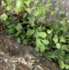 Lindsaea linearis at Krawarree, NSW - 26 Sep 2022