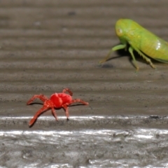 Trombidiidae (family) (Red velvet mite) at ANBG - 10 Jun 2022 by TimL