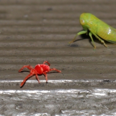 Trombidiidae (family) (Red velvet mite) at ANBG - 10 Jun 2022 by TimL