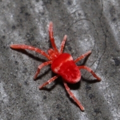 Trombidiidae (family) at Acton, ACT - 10 Jun 2022