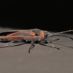 Leptocoris mitellatus (Leptocoris bug) at Acton, ACT - 3 Jun 2022 by TimL