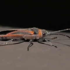 Leptocoris mitellatus (Leptocoris bug) at ANBG - 3 Jun 2022 by TimL