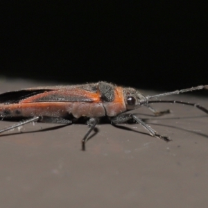 Leptocoris mitellatus at Acton, ACT - 3 Jun 2022