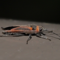 Leptocoris mitellatus at Acton, ACT - 3 Jun 2022