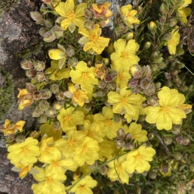 Hibbertia calycina (Lesser Guinea-flower) at Mount Taylor - 29 Sep 2022 by George