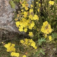 Hibbertia calycina at Pearce, ACT - 30 Sep 2022