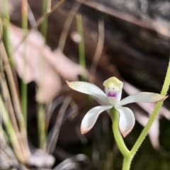 Caladenia ustulata (Brown Caps) at Acton, ACT - 29 Sep 2022 by PeterR