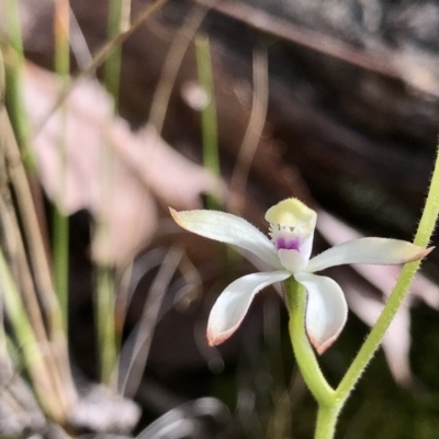 Caladenia ustulata (Brown Caps) at Acton, ACT - 29 Sep 2022 by PeterR
