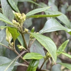 Hedycarya angustifolia (Austral Mulberry) at Deua National Park (CNM area) - 25 Sep 2022 by Ned_Johnston