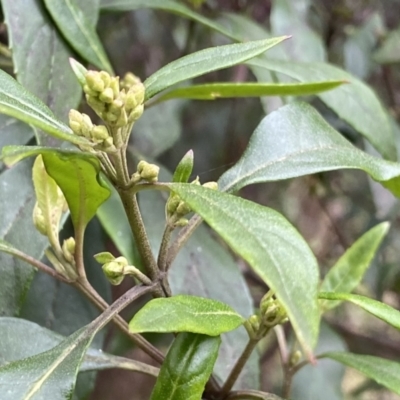 Hedycarya angustifolia (Austral Mulberry) at Krawarree, NSW - 26 Sep 2022 by NedJohnston