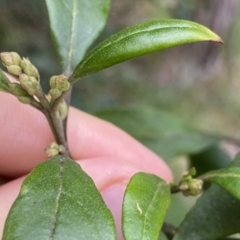 Hedycarya angustifolia at Krawarree, NSW - 26 Sep 2022