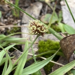 Luzula densiflora (Dense Wood-rush) at Deua National Park (CNM area) - 25 Sep 2022 by Ned_Johnston