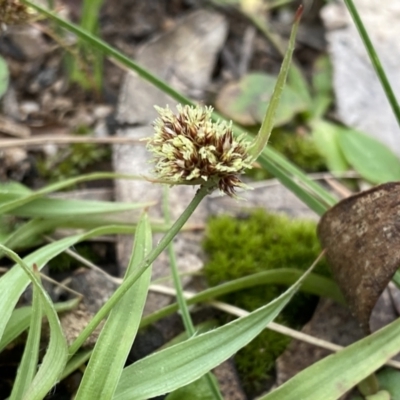 Luzula densiflora (Dense Wood-rush) at Krawarree, NSW - 25 Sep 2022 by Ned_Johnston